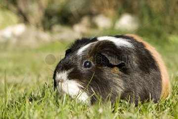 Guinea pig in a meadow Provence France