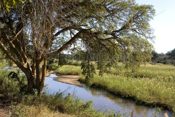 Sabie river in Skukusa camp NP Kruger South Africa