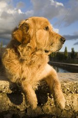 Portrait of a Dog Retriever Golden delicious laid down on a wall