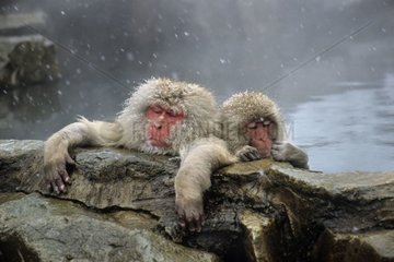 Japanische Makaken im warmen Frühling Honshu Japon