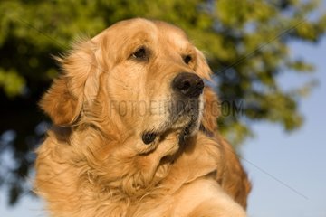 Portrait of a Dog Retriever Golden delicious laid down on a wall