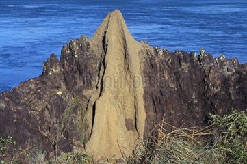 Termitary encrusted in rocks near the sea Australia