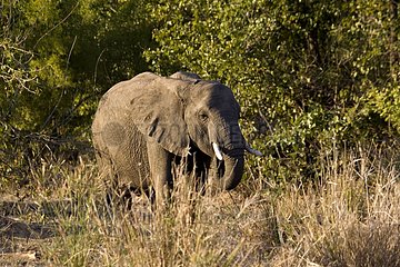 African elephant Kruger NP South Africa