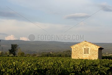 Mount Ventoux and vineyard