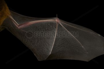 Wing Bat
