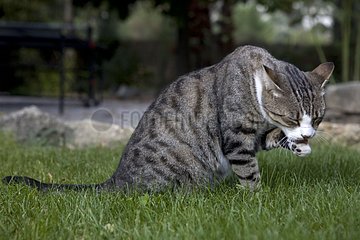 Male cat licking its leg