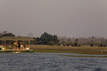 African elephants and tourists Chobe NP Botswana