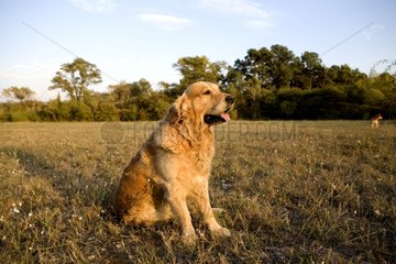Golden retriever dog sitting