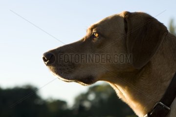 Portrait of a mongrel dog