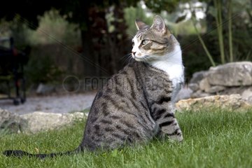 Male cat sitting in grass