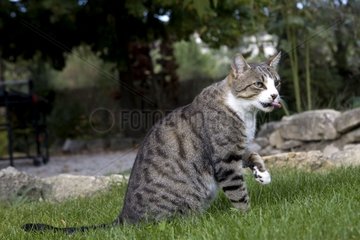 Male cat sitting in grass