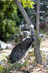 Male cat stretching itself against a trunk