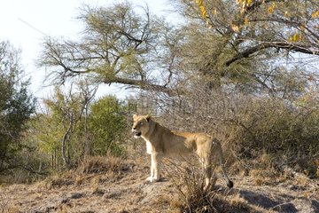 Lioness in the savanna NP Kruger South Africa