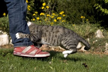 Male cat attacking a leg
