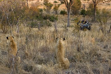 Lionesses and safari car NP Kruger South Africa