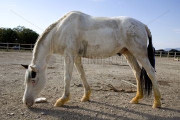 White horse smelling the ground