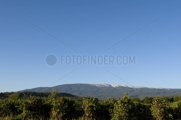 Vineyard and Mount Ventoux France