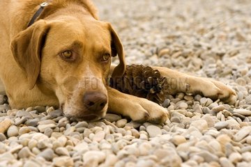 Portrait of a bastard dog lying in front of Pine cone