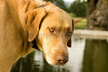 Portrait of a bastard dog at the edge of a waterhole