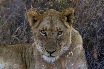 Lioness resting NP Kruger South Africa