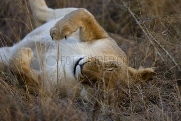 Lioness resting NP Kruger South Africa