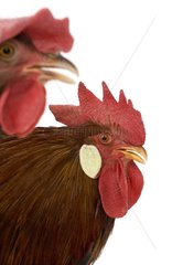 Hen and cock Leghorn Bantam breed