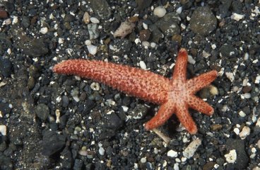 Sea star regenerating from an arm Papua New Guinea