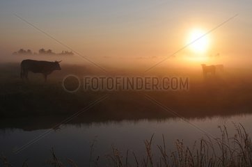 Nantaises cows in the morning mist - Marais Breton France