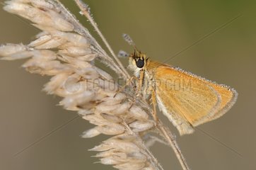 Silver-spotted Skipper on an ear - France