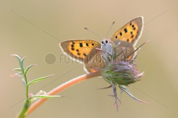 American copper butterfly on flower - France
