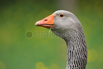 Portrait of Grey Goose - France