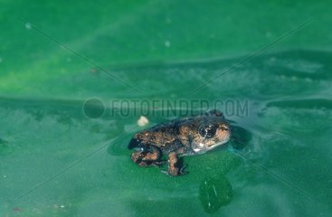 Junge Natterjack Kröte auf einem Blatt im Wasser