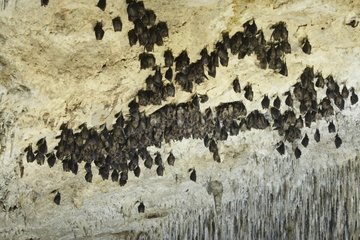 Großer Hufeisenfledermäuse  der in einer Höhle Italien hängt