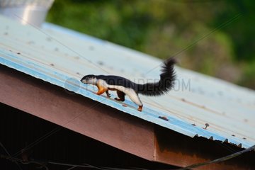 Prevost' squirrel on a roof - Taman Negara Malaysia