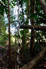 Cave-dweller rat snake around a trunk - Malaysia
