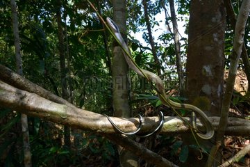 Cave-dweller rat snake on a branch - Malaysia