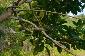 Cave-dweller rat snake on a branch - Malaysia