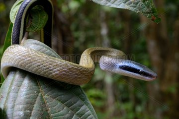 Portrait of Cave-dweller rat snake - Malaysia