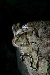 Cave-dweller rat snake on a trunk - Malaysia