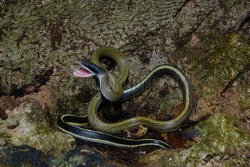 Cave-dweller rat snake on a trunk - Malaysia