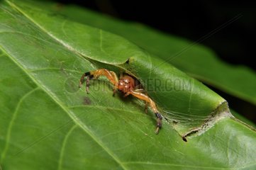 Yellow Sac Spider on a leave in a house - French Guiana