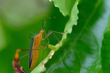 Leaf-footed Bug on a leaf - French Guiana