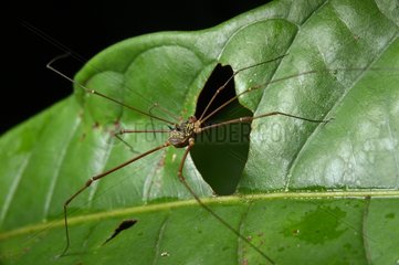 Opilione on a leaf - French Guiana