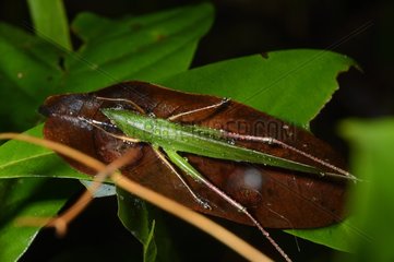 Green grasshopper on leaf - French Guiana