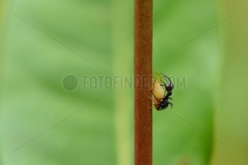 Treehopper on Stem - French Guiana