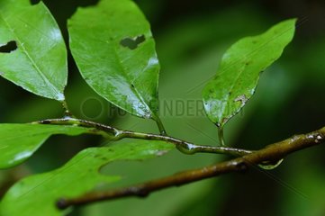 Wet foliage - Forêt des Malgaches French Guiana