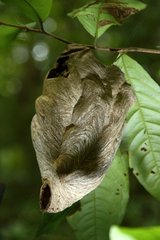 Honeycomb empty undergrowth - French Guiana