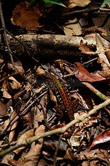Striped Forest Whiptail - Crique des cascades French Guiana