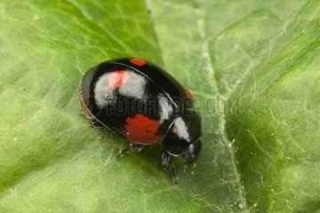 Twospotted Lady Beetle Bourgogne Frankreich