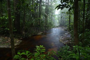 Crique des cascades undergrowth - French Guiana